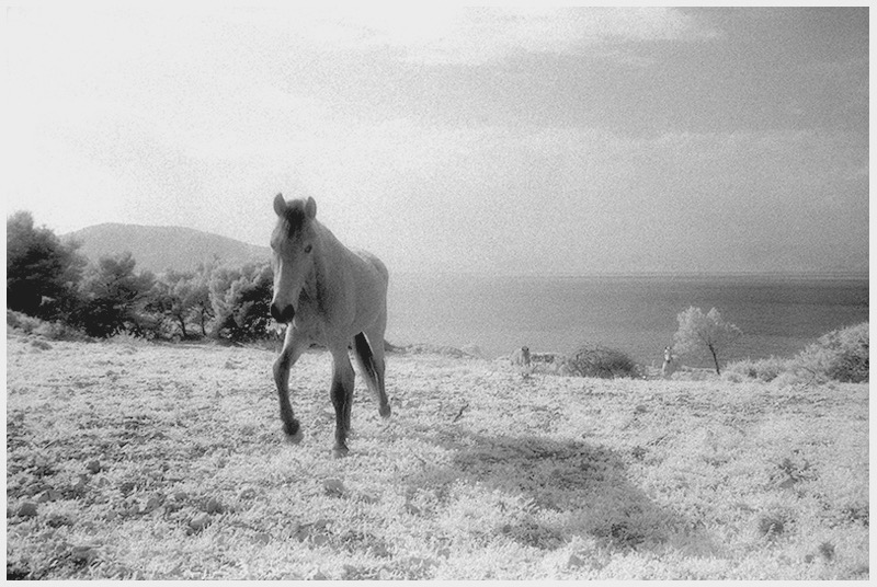 horses.jpg