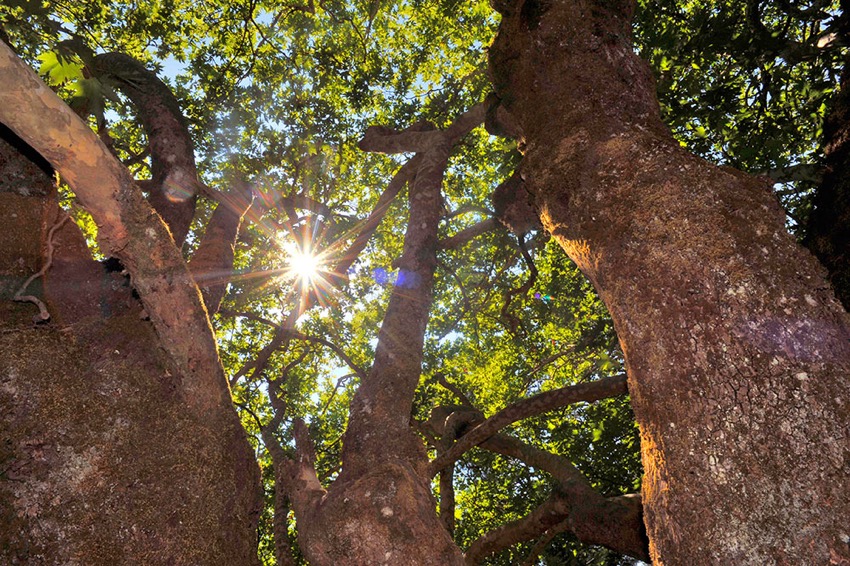 trees-of-ikaria.jpg