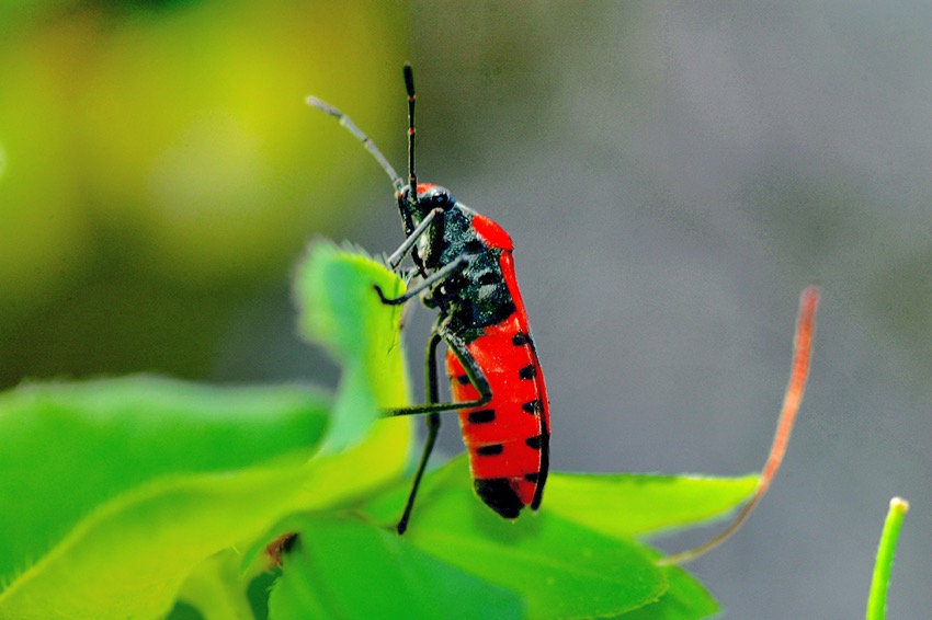 beetle.jpg