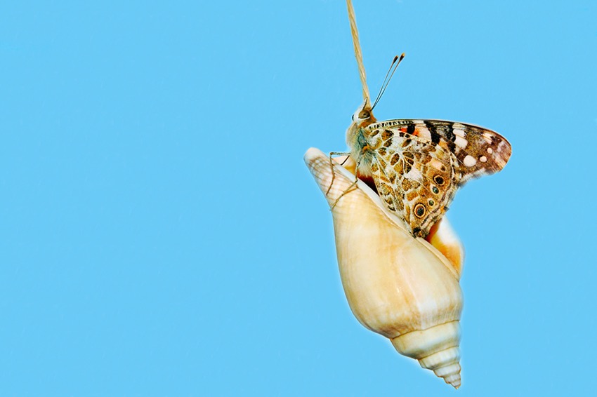 butterfly-playing.jpg