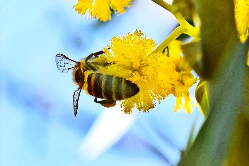 _DSC7219-bees.jpg