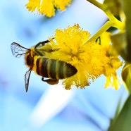 _DSC7219-bees.jpg