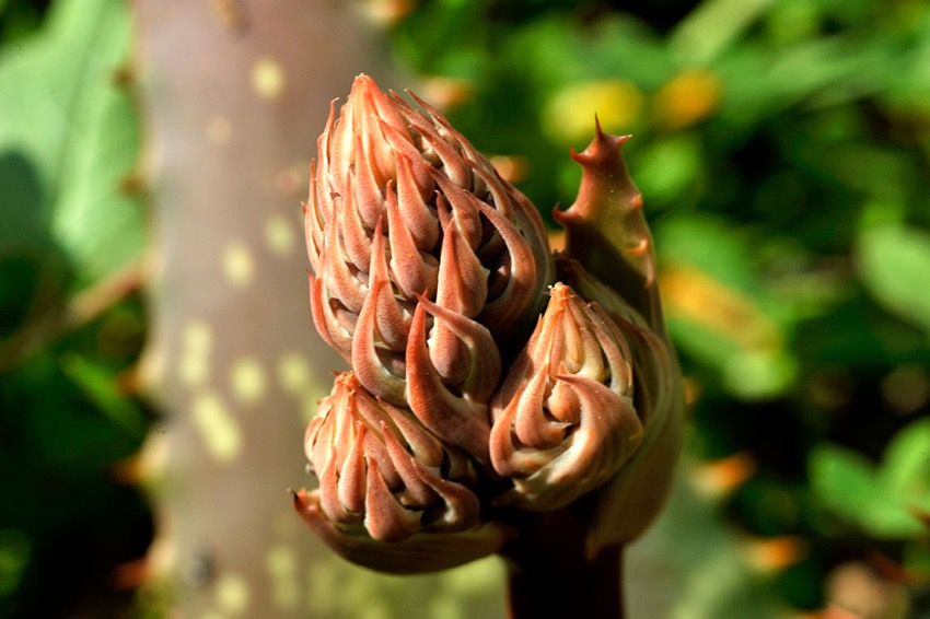 flowers.jpg