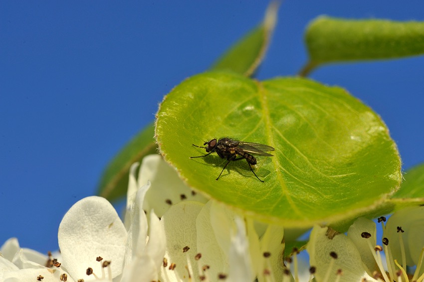 fly.jpg