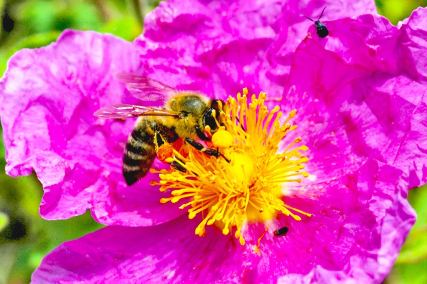 bee_microkosmos-LSak.jpg