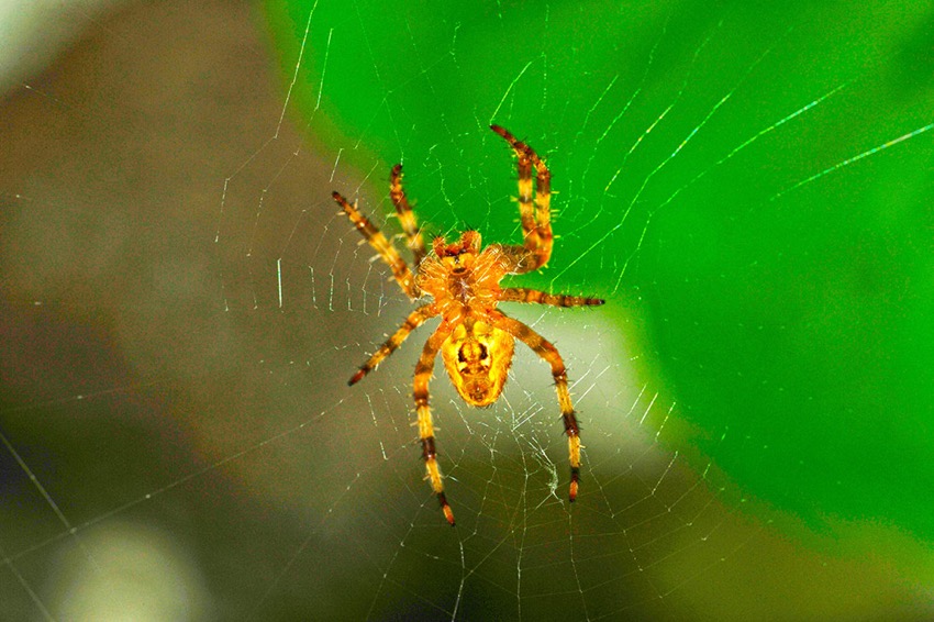 spider-looking-me.jpg