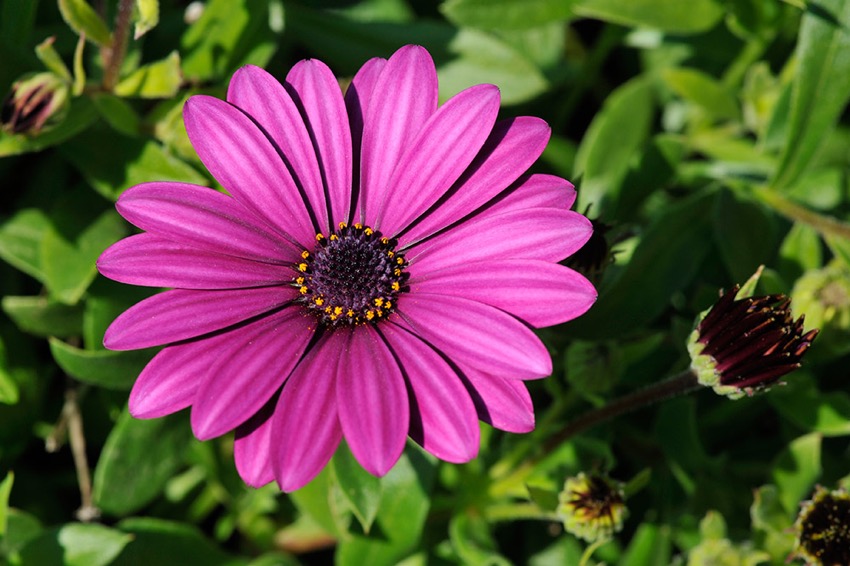 flowers2.jpg