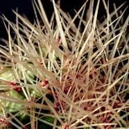 cactus-w.jpg