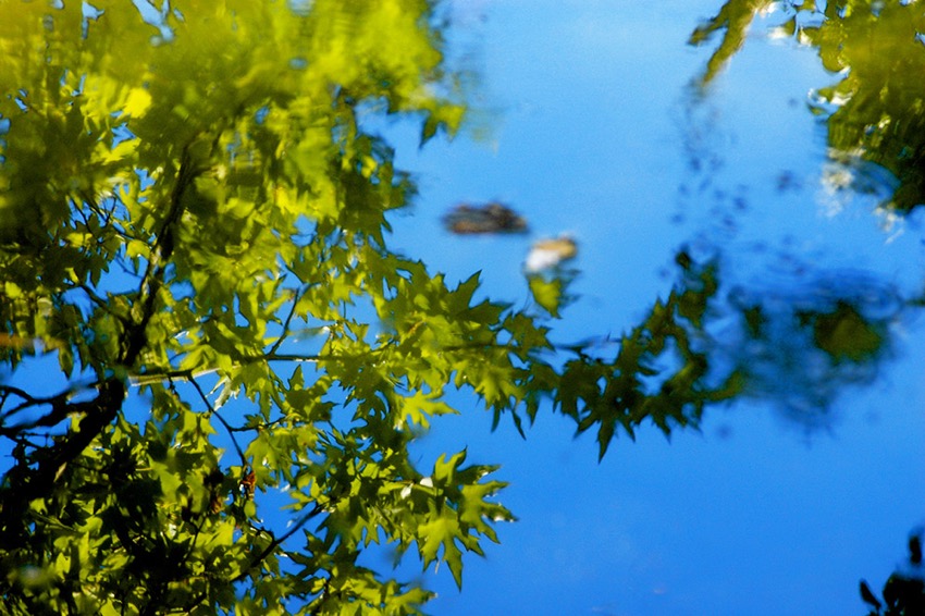 ikaria-dream-trees.jpg